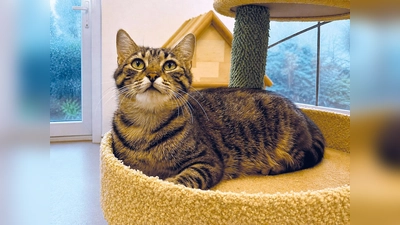 Die Katze Anneliese ist für Familien geeignet und auch mit Artgenossen gut verträglich. (Foto: Tierheim Riem)