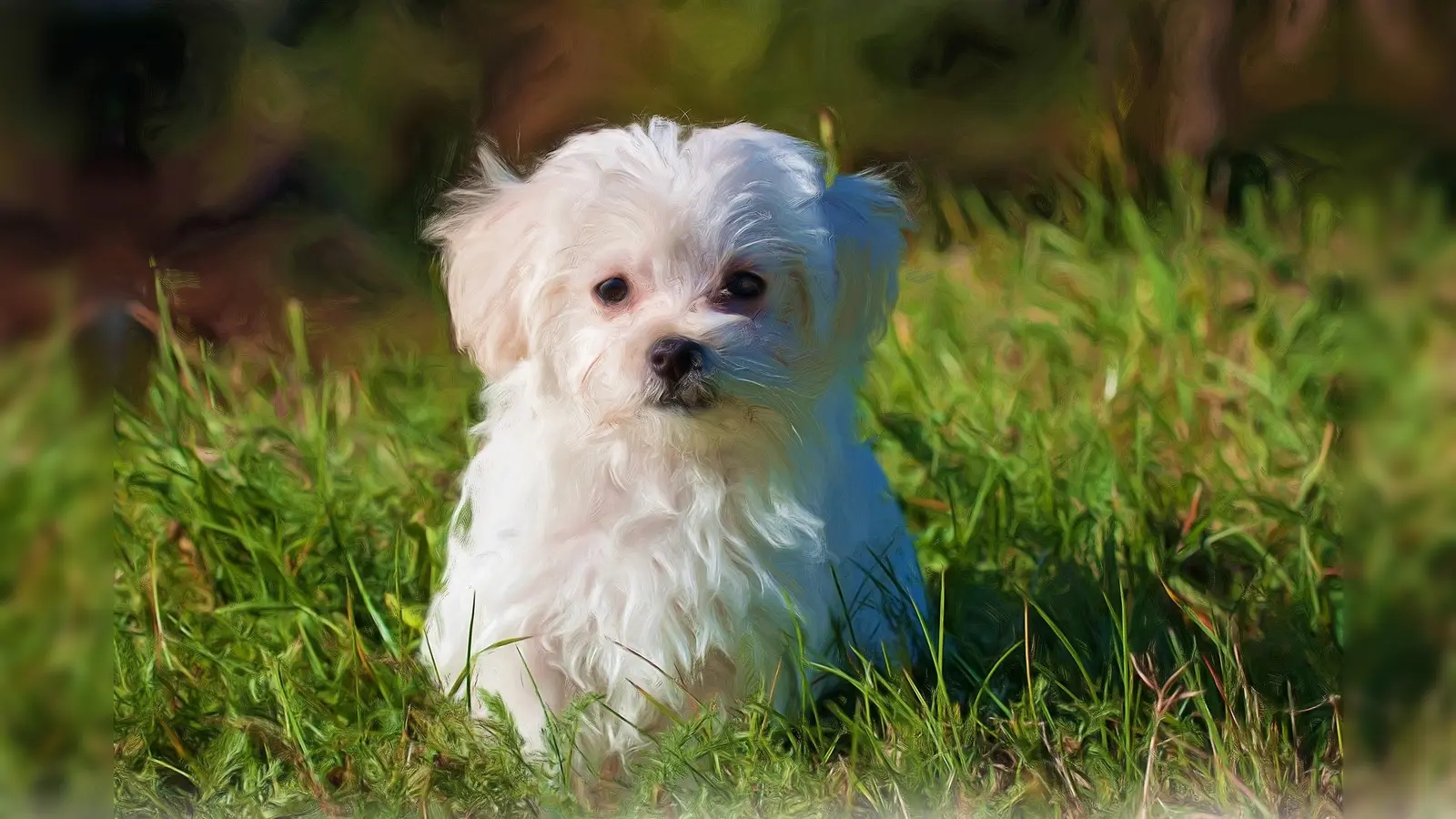 Junger Malteser Hündin kann nach ihrer Befreiung unter einem Autositz wieder über die Wiese toben (Symbolbild). (Foto: Hans Benn)