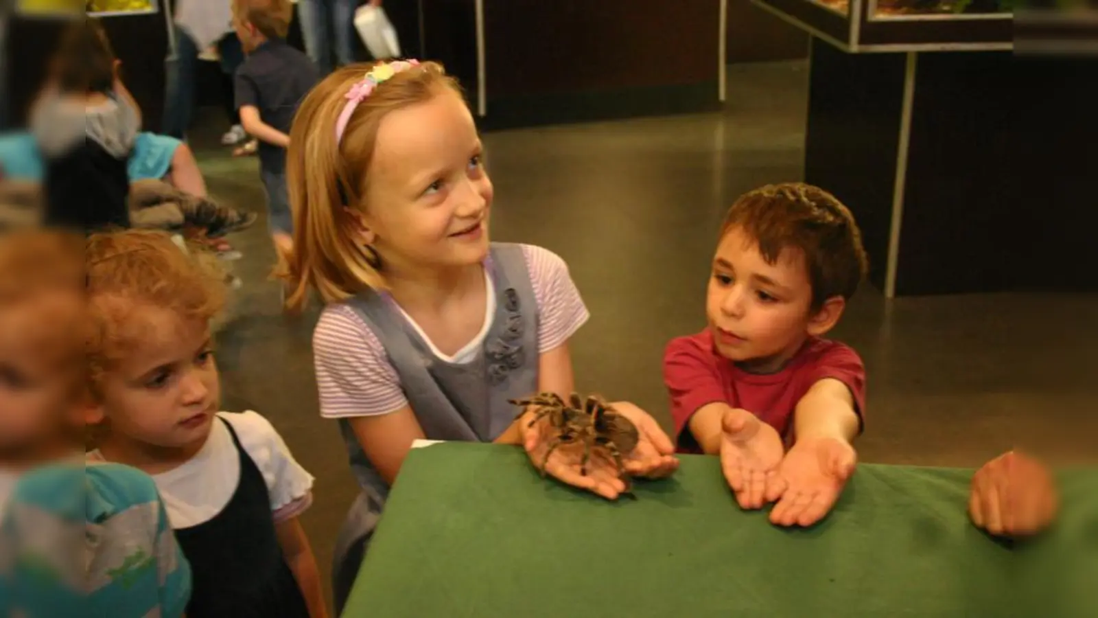 Eines der Highltghts des Vivarium: die Vogelspinne  Wilma. (Foto: FS)