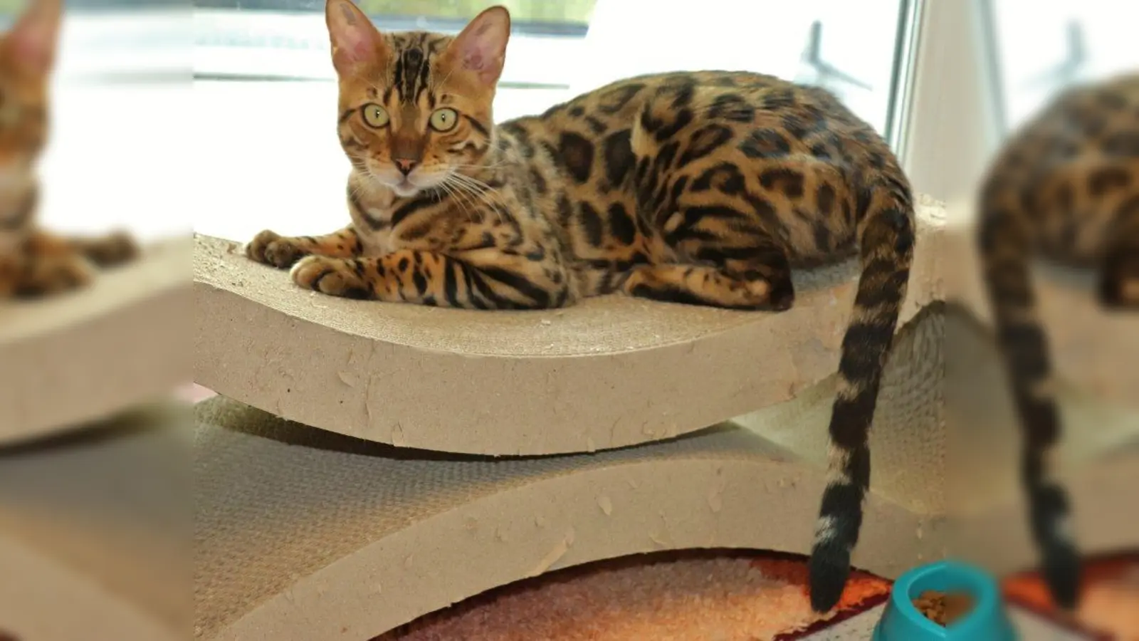 Ladislaus (Foto: Tierheim München)