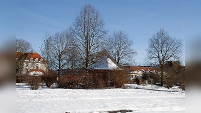 Insgesamt vier Tulpenbäume stehen um den Pavillon im Zentrum des Systemgartens. (Foto: Dr. Ehrentraud Bayer, Botanischer Garten München-Nymphenburg)