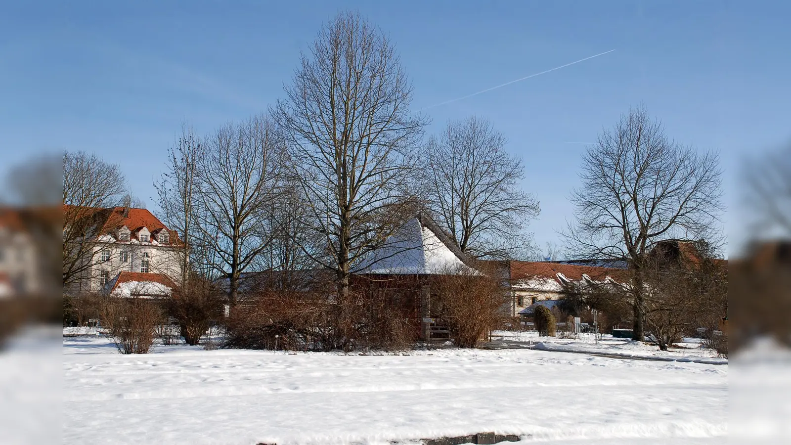 Insgesamt vier Tulpenbäume stehen um den Pavillon im Zentrum des Systemgartens. (Foto: Dr. Ehrentraud Bayer, Botanischer Garten München-Nymphenburg)