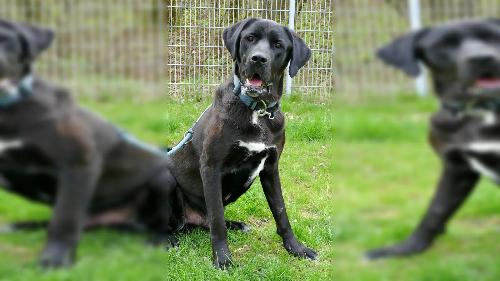 Doggen-Mischlingsrüde Don. (Foto: Tierheim Riem)
