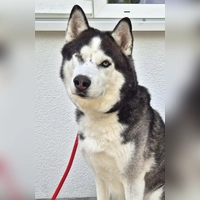 Sibirischer Husky Leo. (Foto: Tierheim Riem)