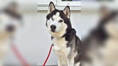 Sibirischer Husky Leo. (Foto: Tierheim Riem)