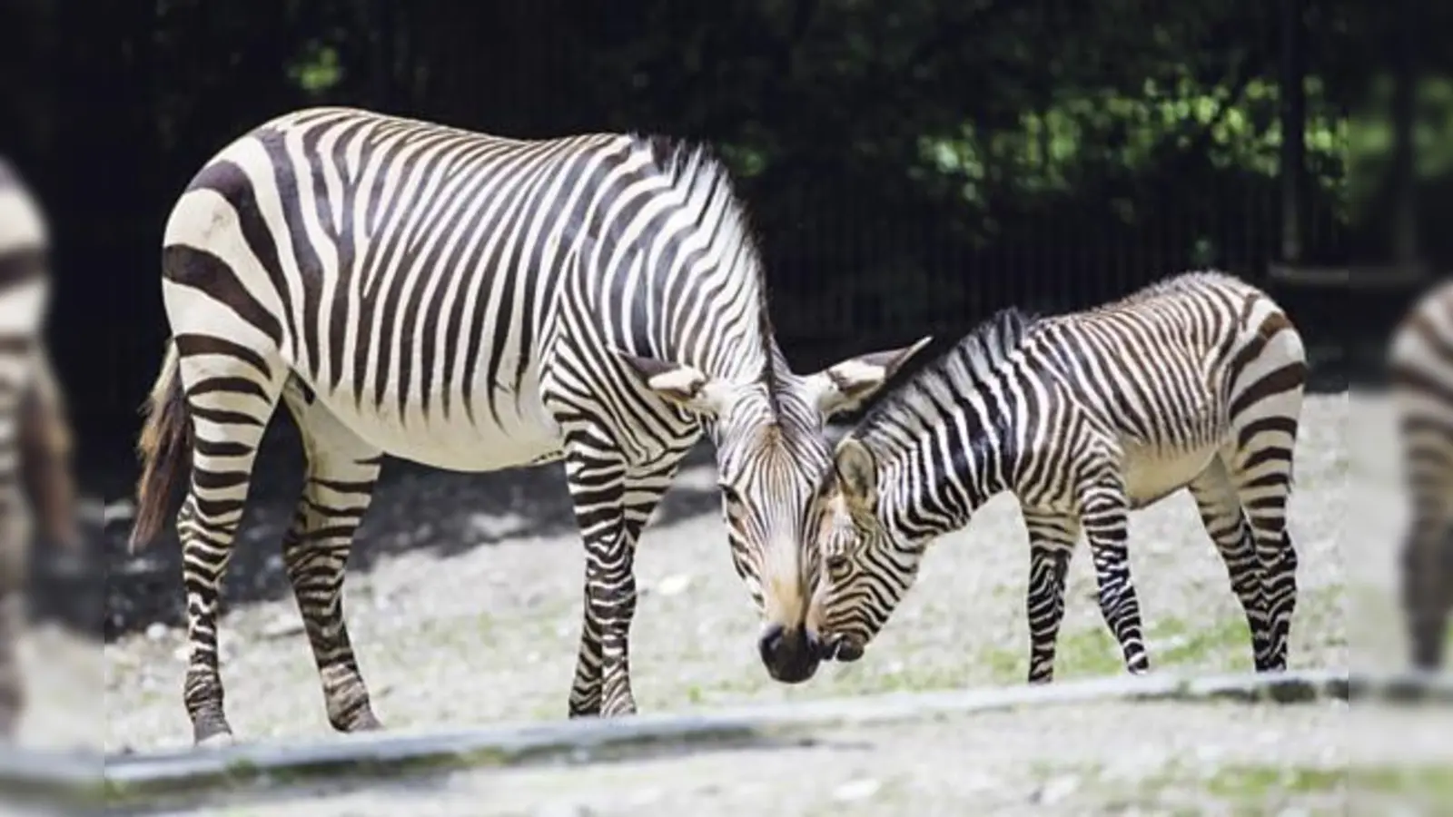 Die ersten Schritte auf der Außenanlage: Zebra-Mutter und -Fohlen fühlen sich sehr wohl im Münchner Tierpark. 	 (Foto: Tierpark Hellabrunn / Marc Müller)