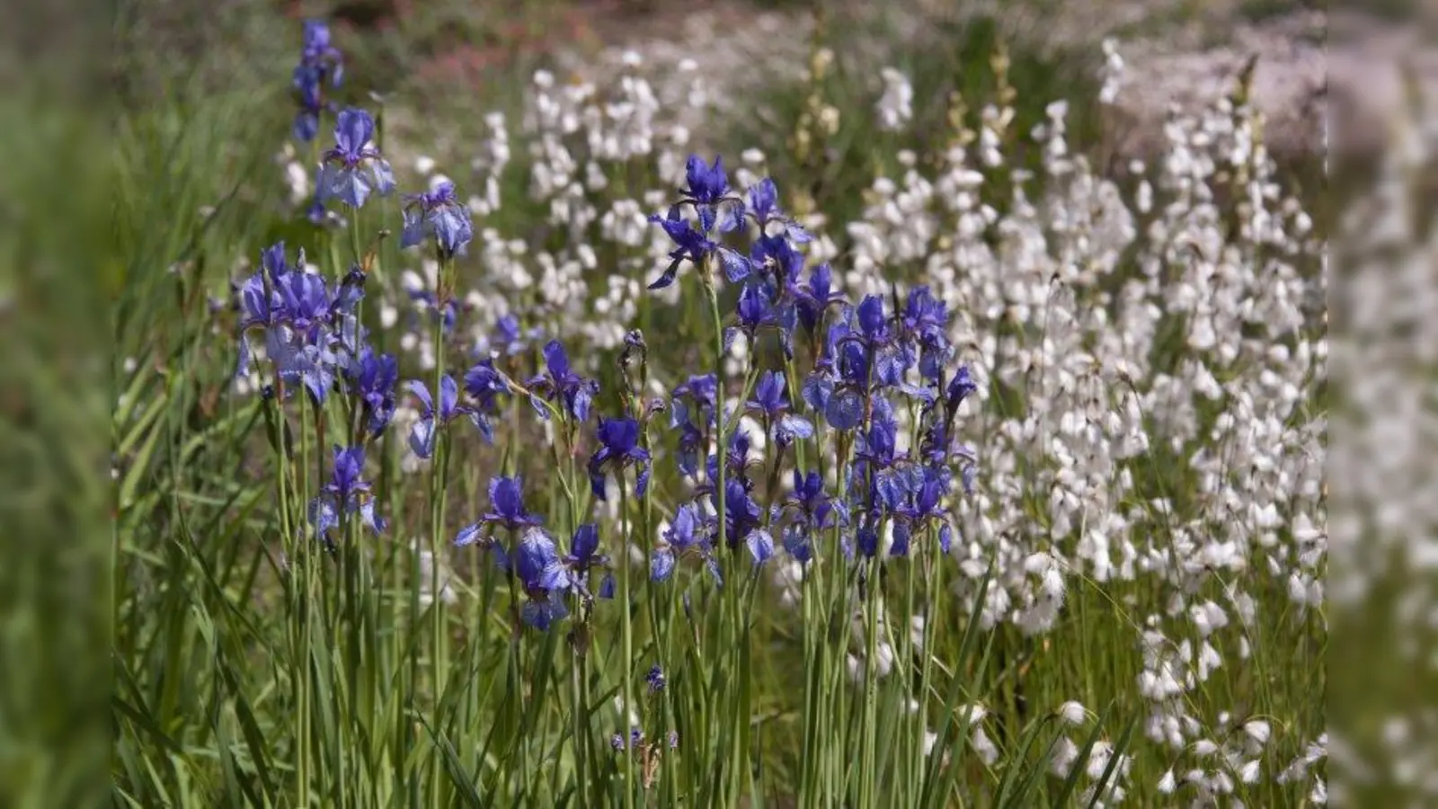Wollgras und die Sibirische Schwertlilie kann der Besucher des Botanischen Gartens im Feuchtbereich des Artenschutzbeetes sehen. (Foto: Franz Höck, Botanischer Garten München-Nymphenburg)