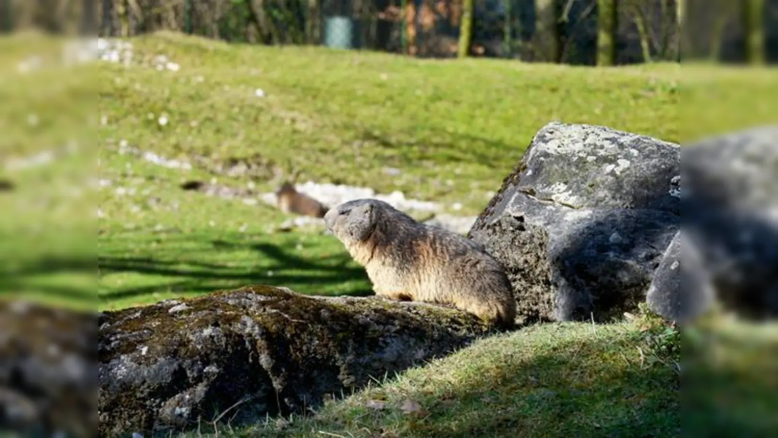 aAuch die Murmeltiere freuen sich über die ersten wärmenden Sonnenstrahlen.	 (Foto: Tierpark Hellabrunn)