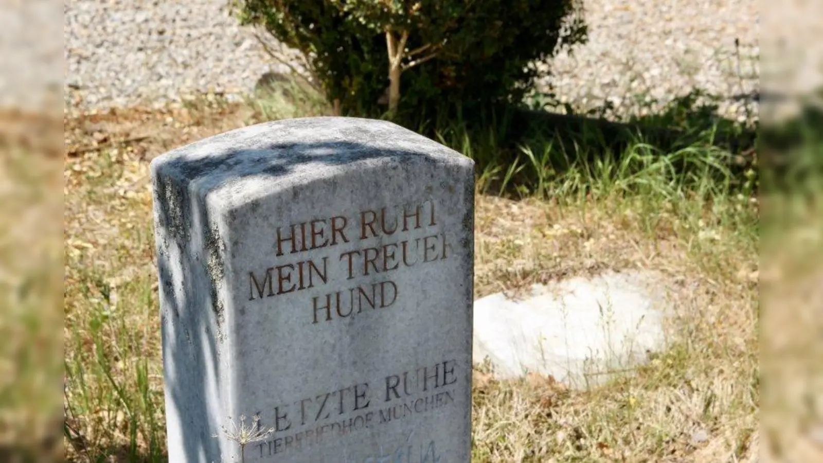 Vor zehn Jahren wurde der Obermenzinger Tierfriedhof eröffnet. Nun ist seine Zukunft ungewiss. Der BA dazu: „Das ist alles sehr, sehr traurig. Aber uns sind die Hände gebunden.” (Foto: us)