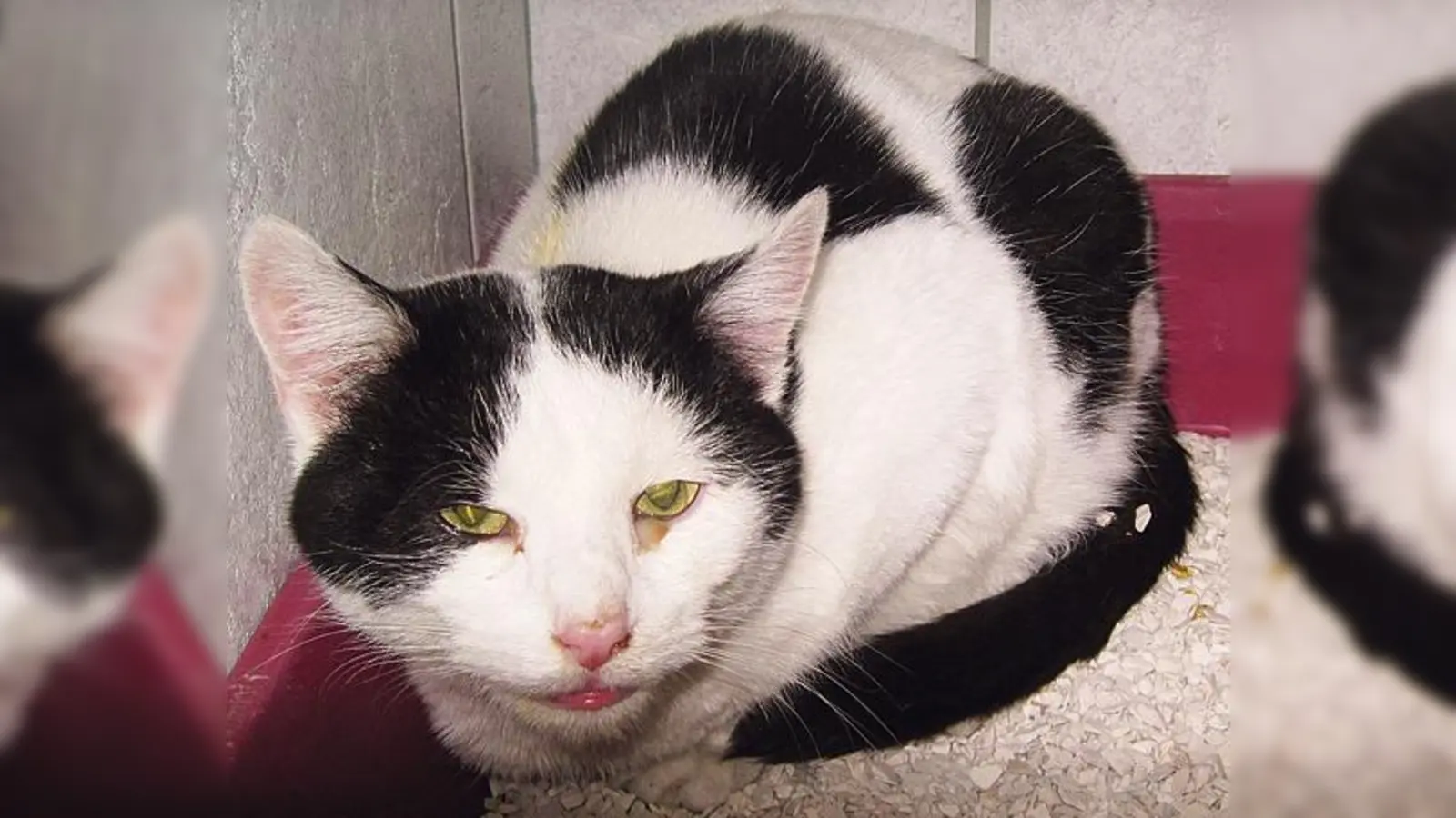 Der Kater wurde im Bereich der Autobahnausfahrt Garching-Süd gefunden.	 (Foto: Privat)