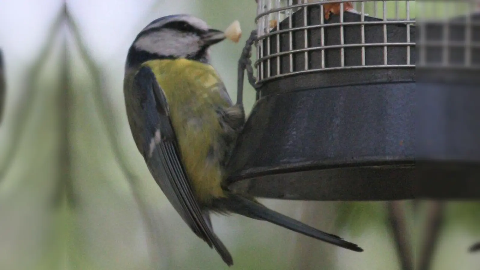 Die Blaumeise ist ein Standvogel oder Teilzieher. Das bedeutet, dass es Tiere gibt, die in ihrer Heimat bleiben, andere ziehen nach Süden. Deshalb ist die  Blaumeise auch im Winter in Deutschland antreffen. Sie ist ein Weichfresser. (Foto: Tierschutzverein München)