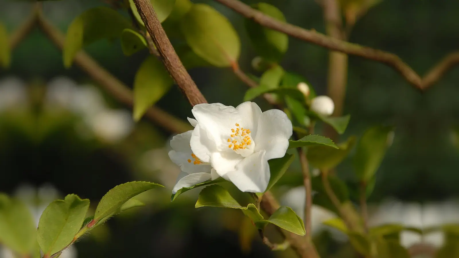 Die weiße, duftende Blüte der wilden Kamelien-Art, Camellia lutchuensis (Foto: © Dr. Ehrentraud Bayer, BGM)