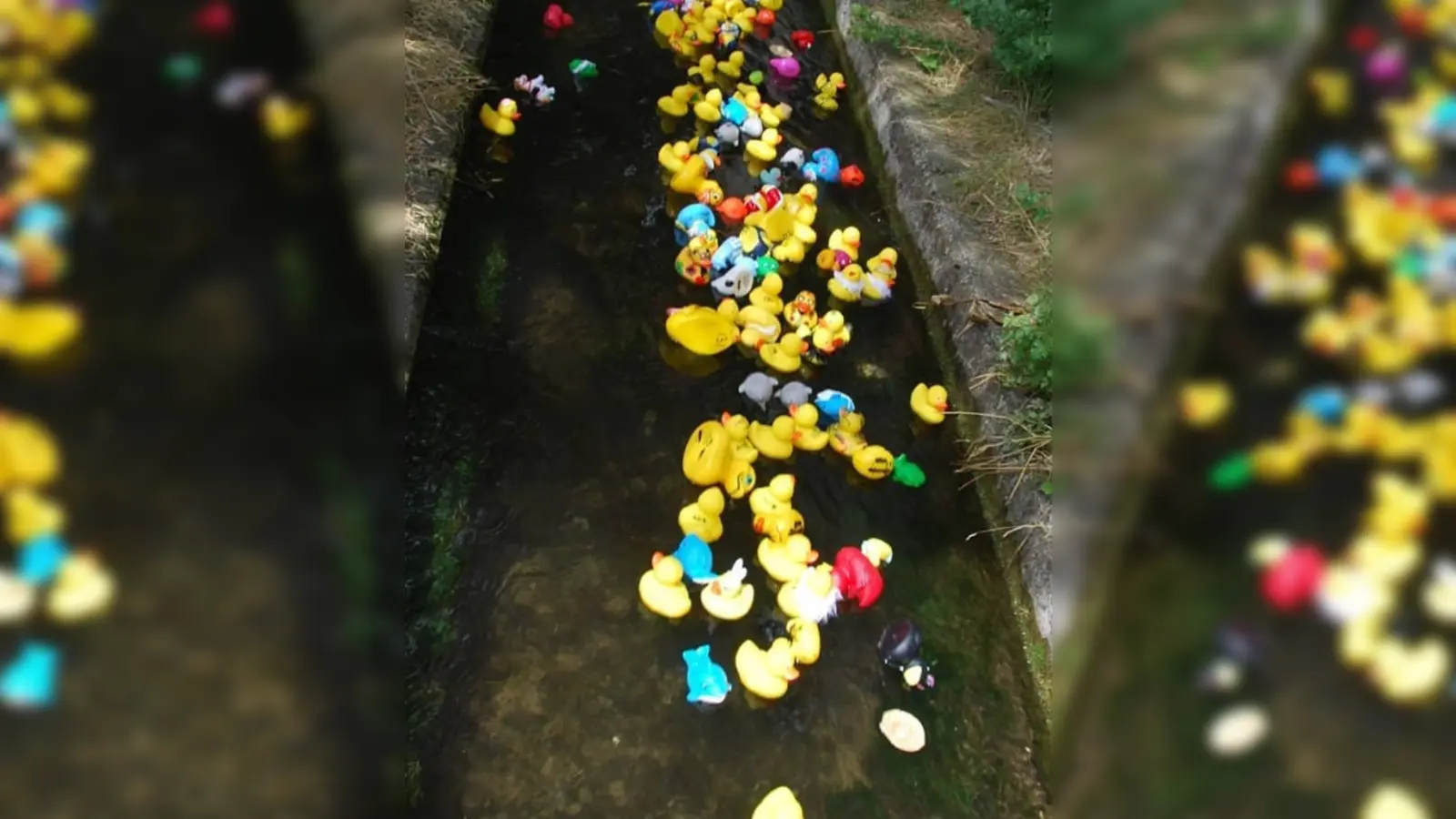 Das fröhliche Entenrennen findet wieder am Sonntag, 21. Juli in Unterbiberg statt. (Foto: FDP Neubiberg)