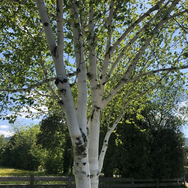 Pollen, wie die der Birke, werden durch Filter in Lüftungen und Klimaanlagen aus dem Innenraum des Autos herausgehalten. Doch ist regelmäßige Wartung wichtig.  (Foto: hw)