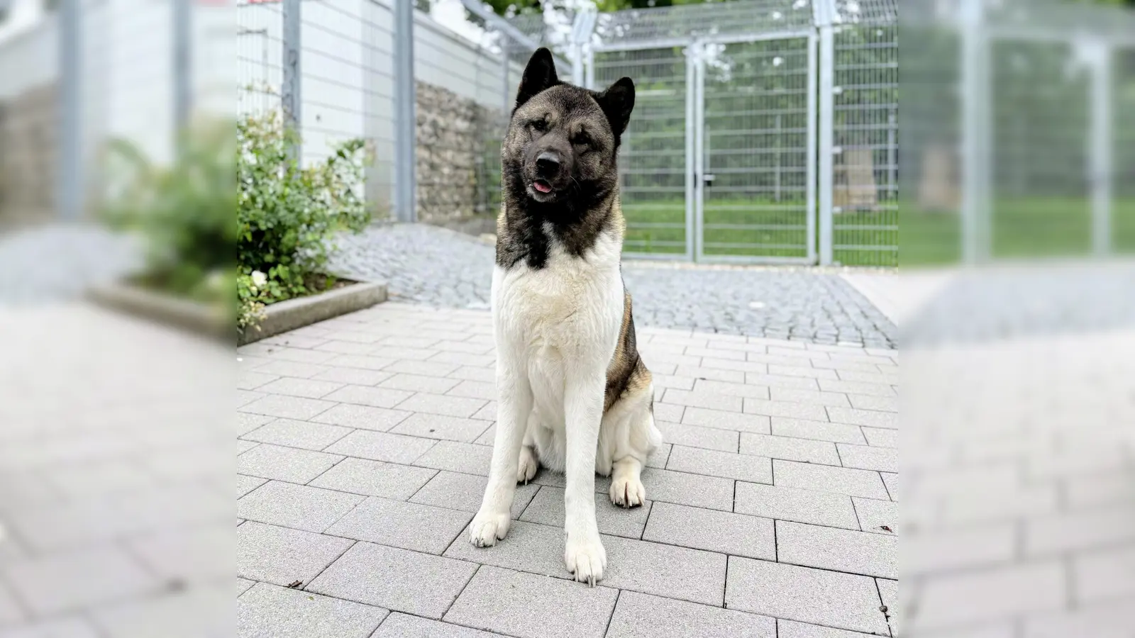 Die hübsche Hündin Sky wird ausschließlich in einen kinderfreien Haushalt in ländlicher Gegend vermittelt.  (Foto: Tierheim Riem)