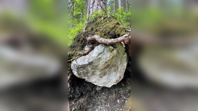 Eine gemeinsame Radtour führt durch den Ebersberger Forst. (Foto: hw)