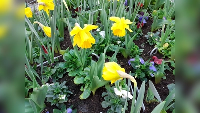 Auch in städtischen Pflanzgefäßen zieht der Frühling mit seiner Blumenpracht ein – dank der fleißigen Hände der Stadtgärtner. (Foto: mha)