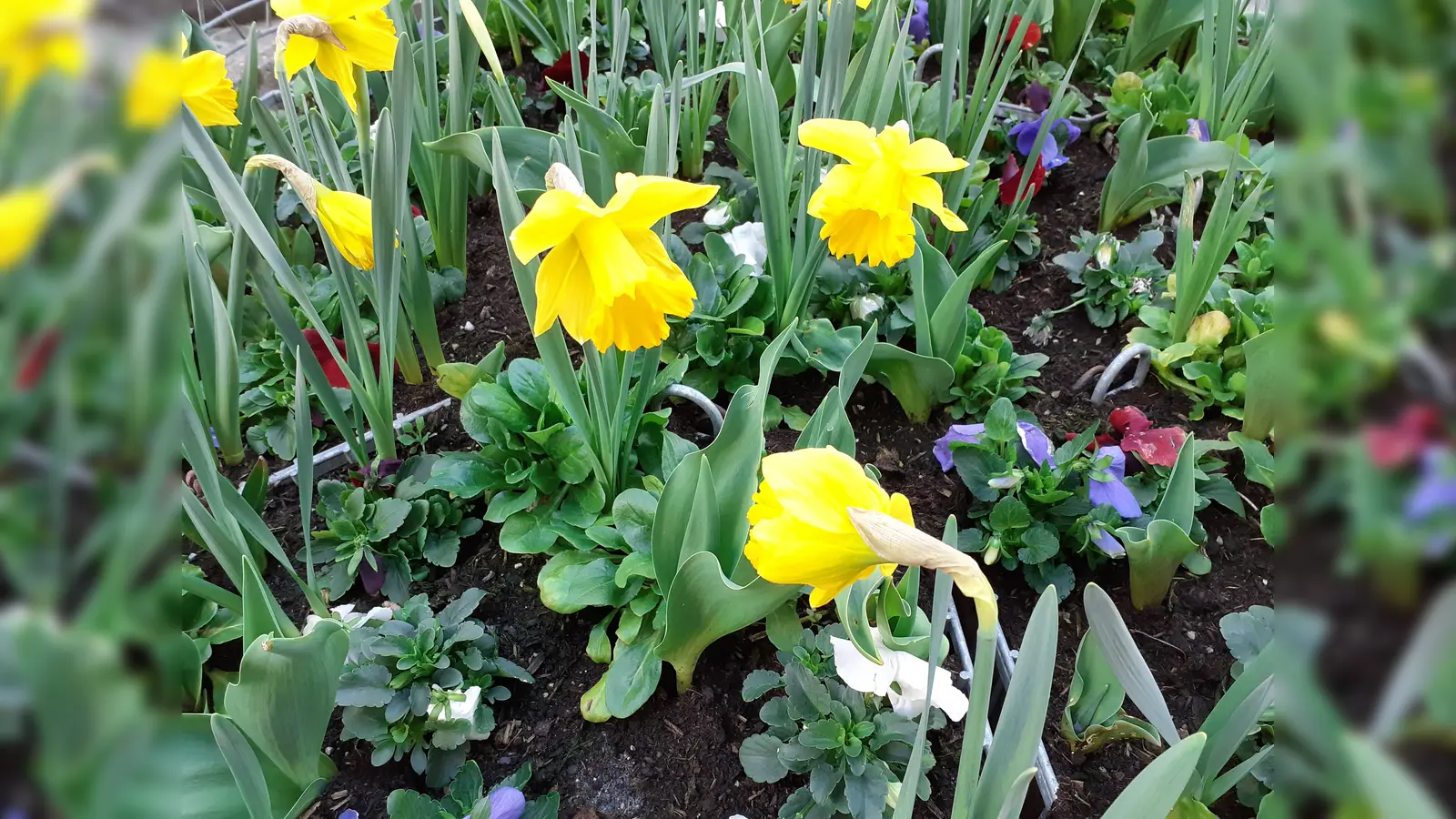 Ein Programm, so bunt wie ein Blumenstrauß, erwartet die Besucher des Maifestes „Unter den Arkaden”.  (F.: mha)