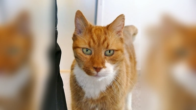 Fundkater Marmo. (Foto: Tierheim Riem)