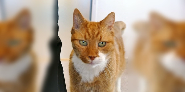 Fundkater Marmo. (Foto: Tierheim Riem)