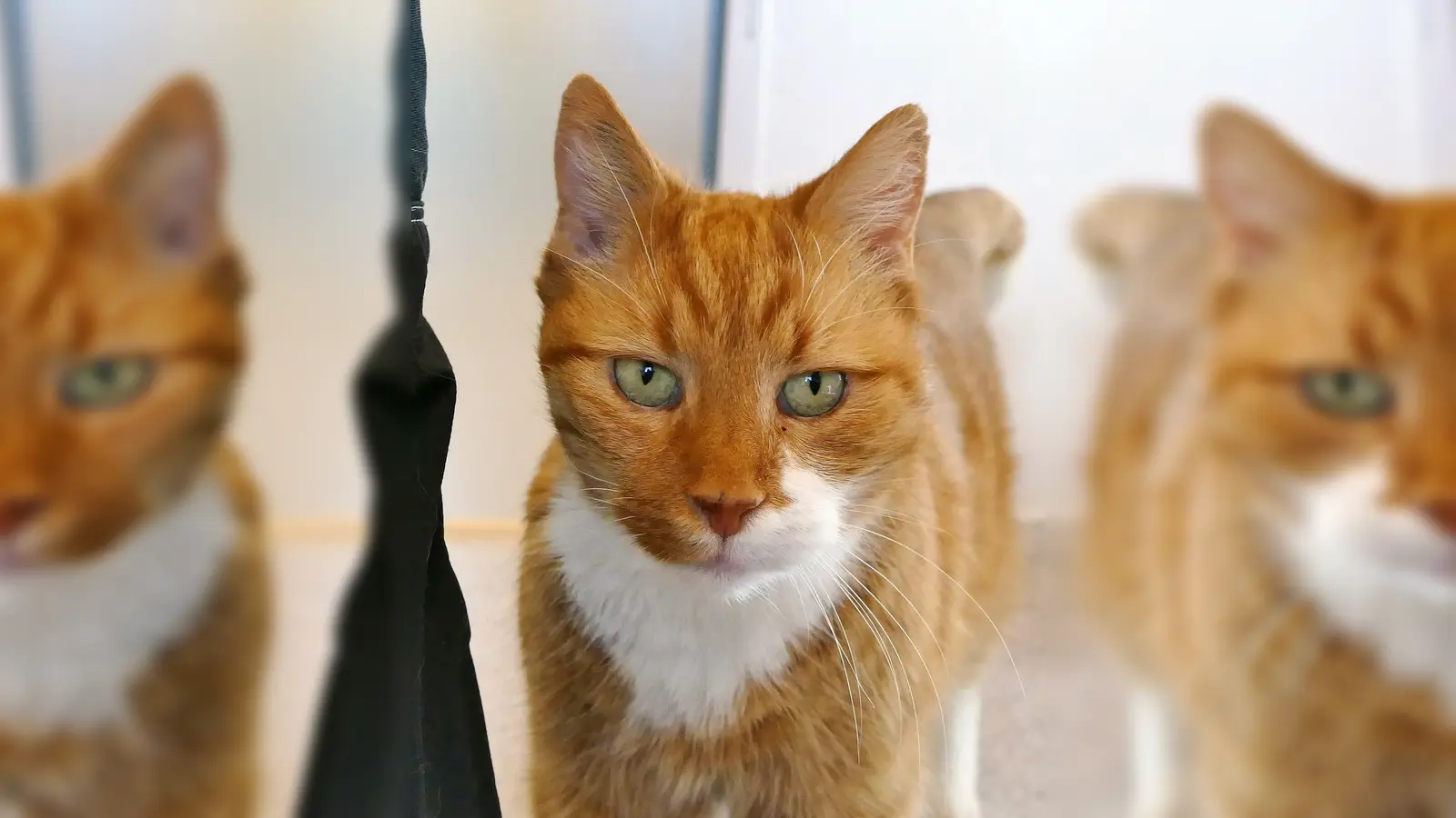 Fundkater Marmo. (Foto: Tierheim Riem)