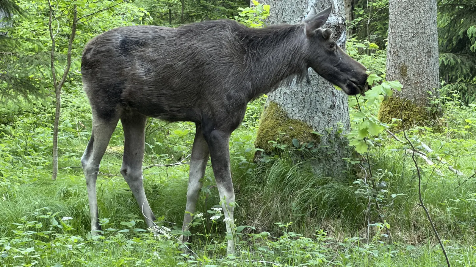 Ob es sich bei dem gesichteten Elch um Emil handelt, ist nicht geklärt. Auf jeden Fall scheint sich das Tier in Oberbayern wohl zu fühlen.  (Foto: Alexander Werndl)