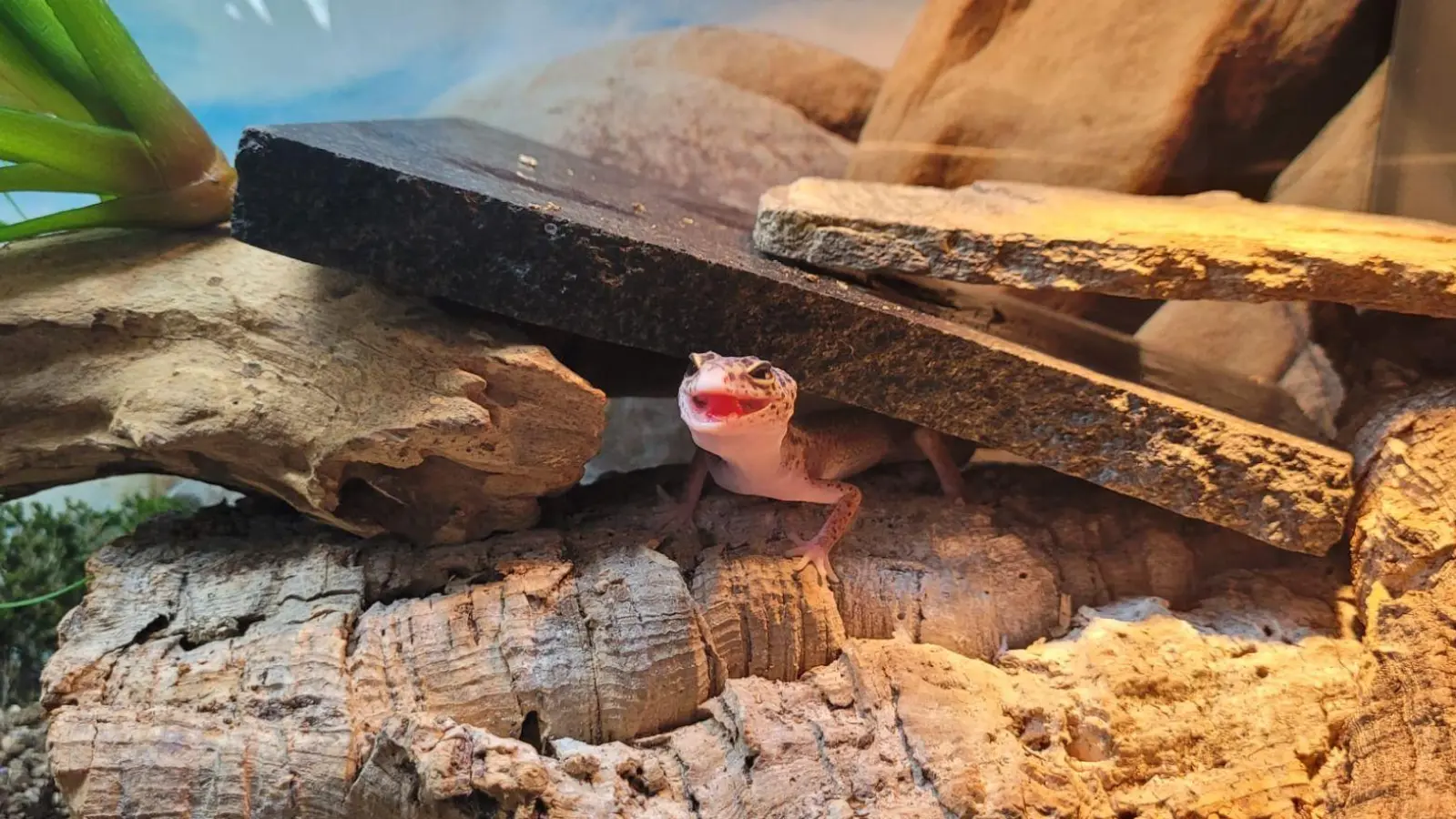 Leopardengecko-Dame „Gecki“ hat in der Georg-Büchner-Realschule ein neues Zuhause gefunden. (Foto: GBR)
