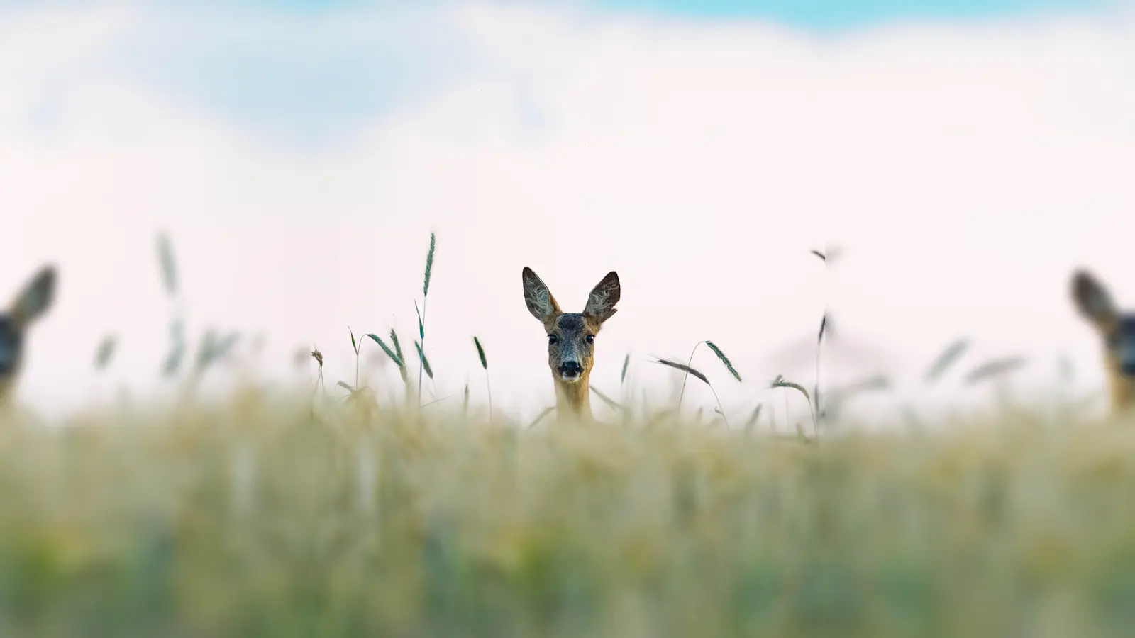 Im Zuge der Zeitumstellung treffen Berufsverkehr und Wildwechsel aufeinander. (Foto: Tierschutzverein München e.V.)