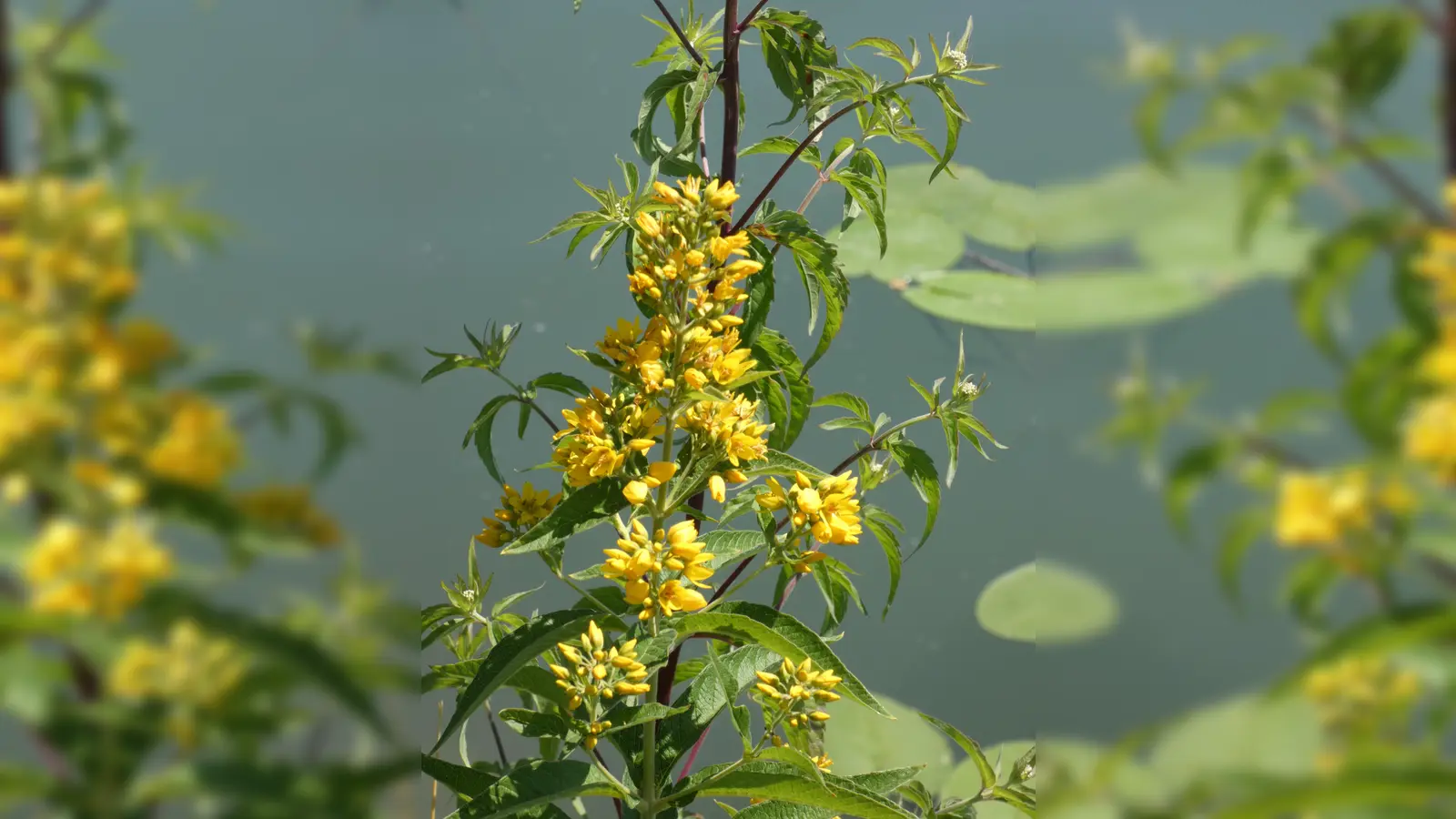 Der Gilbweiderich ist beliebt bei den Schmetterlingen: als Futterpflanze für ihre Raupen. (Foto: Kuhn)