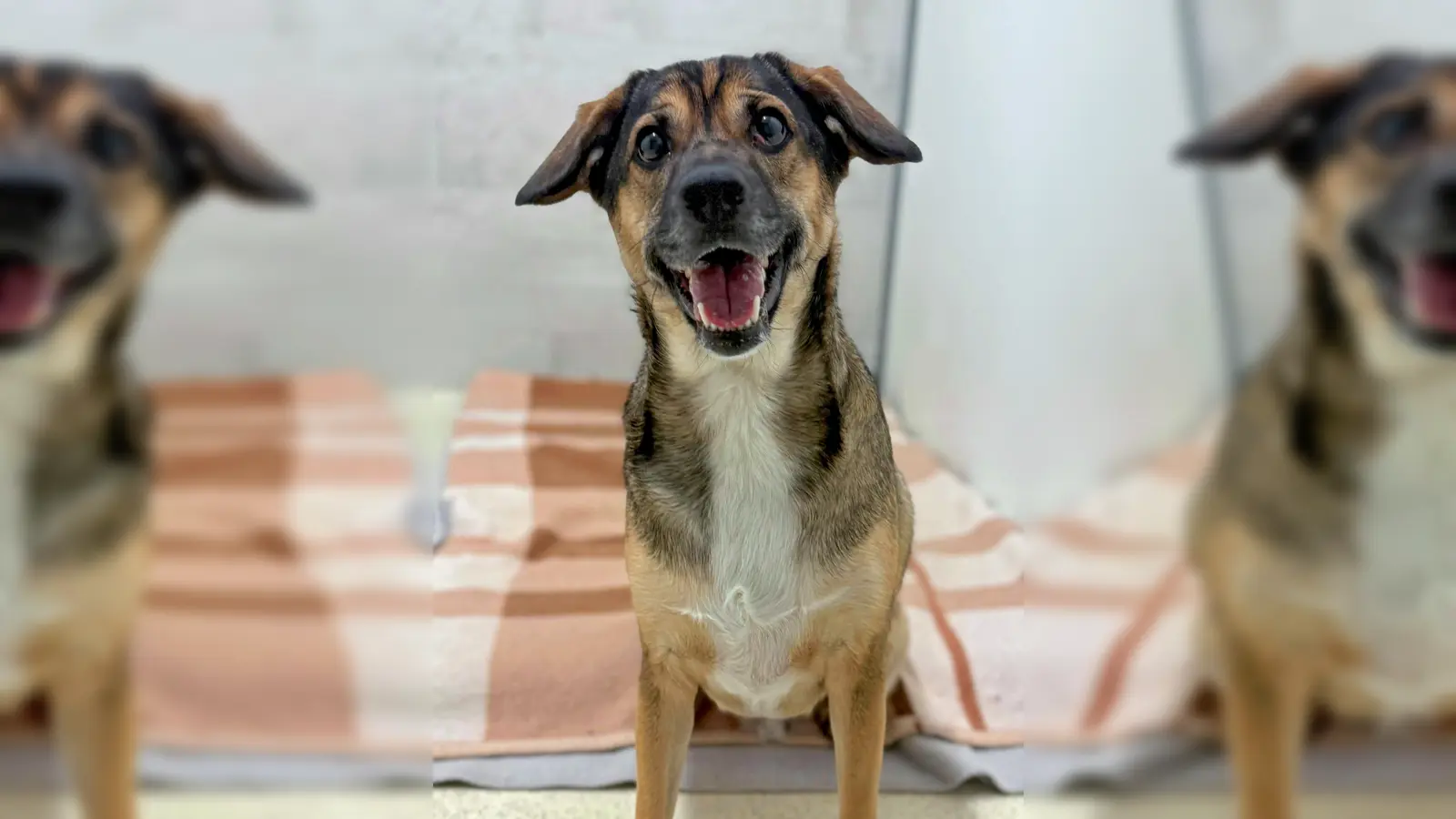 Mischlingsrüde Maxi. (Foto: Tierheim Riem)