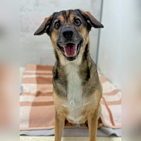 Mischlingsrüde Maxi. (Foto: Tierheim Riem)