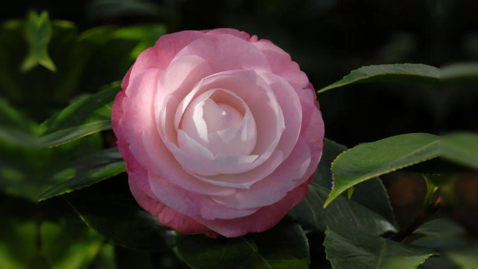 Kamelien zählen bei uns zu den bekanntesten und beliebtesten Kalthauspflanzen. Sie stammen aus Ostasien und sind in China und Japan seit vielen Jahrhunderten hochgeschätze Zierpflanzen. Die auf dem Foto abgebildete Kamelie ‘Desire‘ ist derzeit im Haus 3 der Schaugewächshäsuer zu sehen. (Foto: E. Bayer/ Bot. Garten)