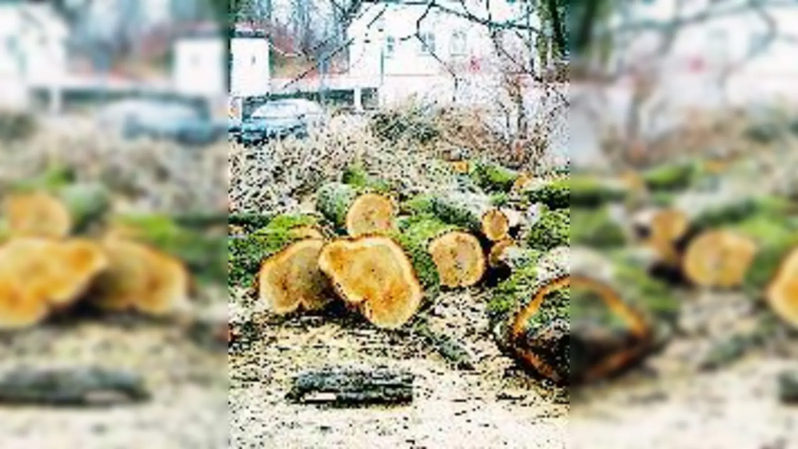 Muss sein: Die Baumfällarbeiten im St.-Stefans-Friedhof.	 (Foto: R. Peters)