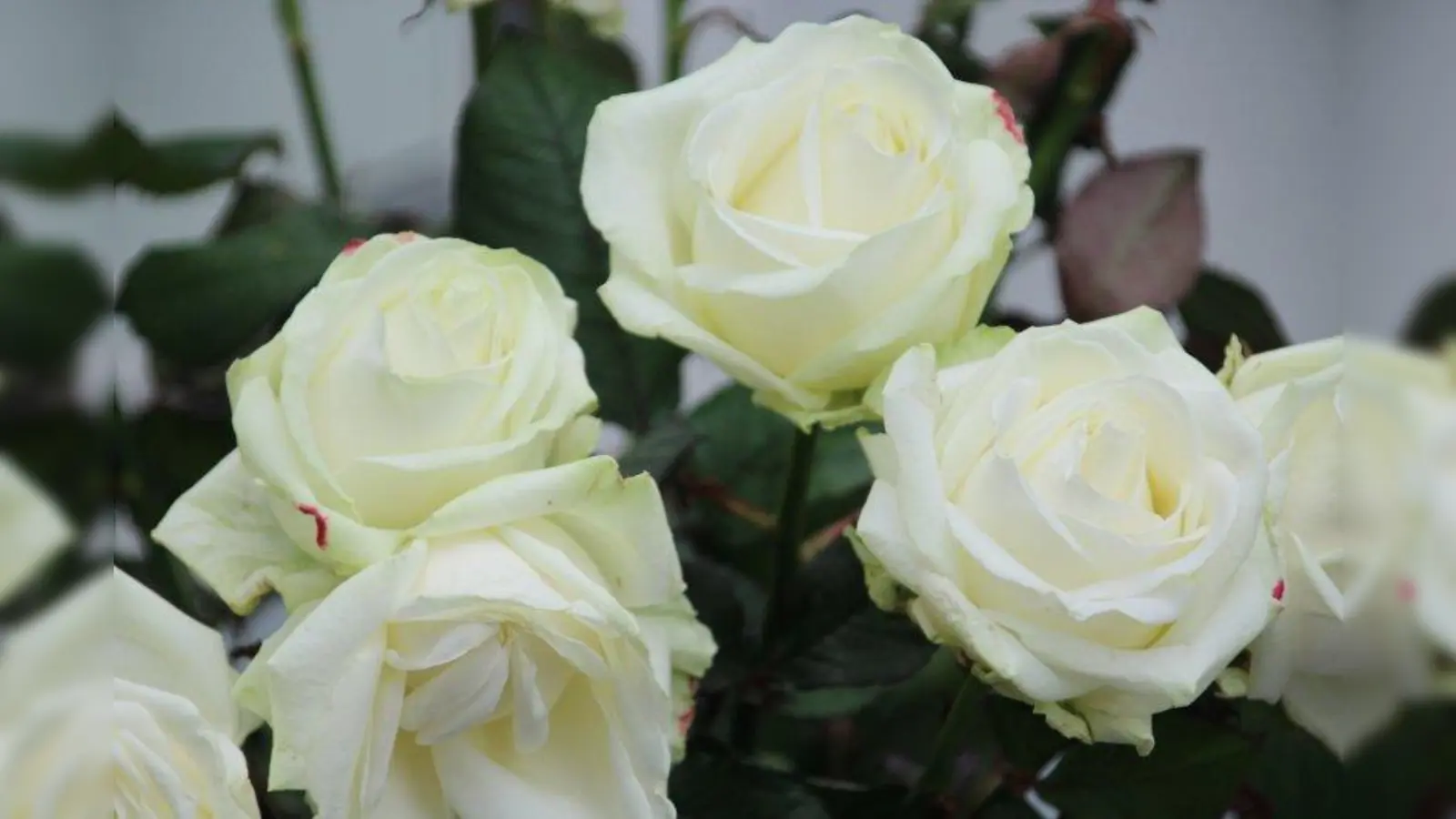 Geboren am 22. September 1918, zum Tode verurteilt und ermordet am 22. Februar 1943: Hans Scholl wurde nur 24 Jahre alt. (Foto: Huss-Weber)