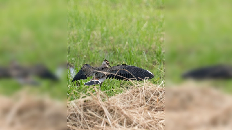 Aubachtal im Jahr 2017: Ein Junges breitet seine Flügel aus. (Foto: Oliver Wittig )