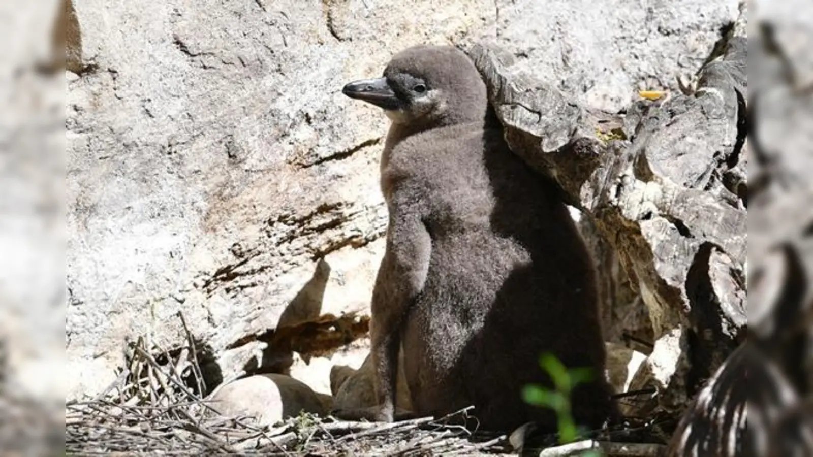 Die Hellabrunner Humboldtpinguine haben flauschigen Nachwuchs bekommen. 	 (Foto: Jerg Koch - Tierpark Hellabrunn)
