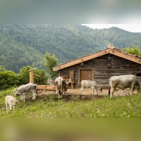 Im Sommer geht auch das Vieh auf Reisen. (Foto: Markus Wasmeier)