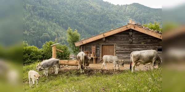 Im Sommer geht auch das Vieh auf Reisen. (Foto: Markus Wasmeier)