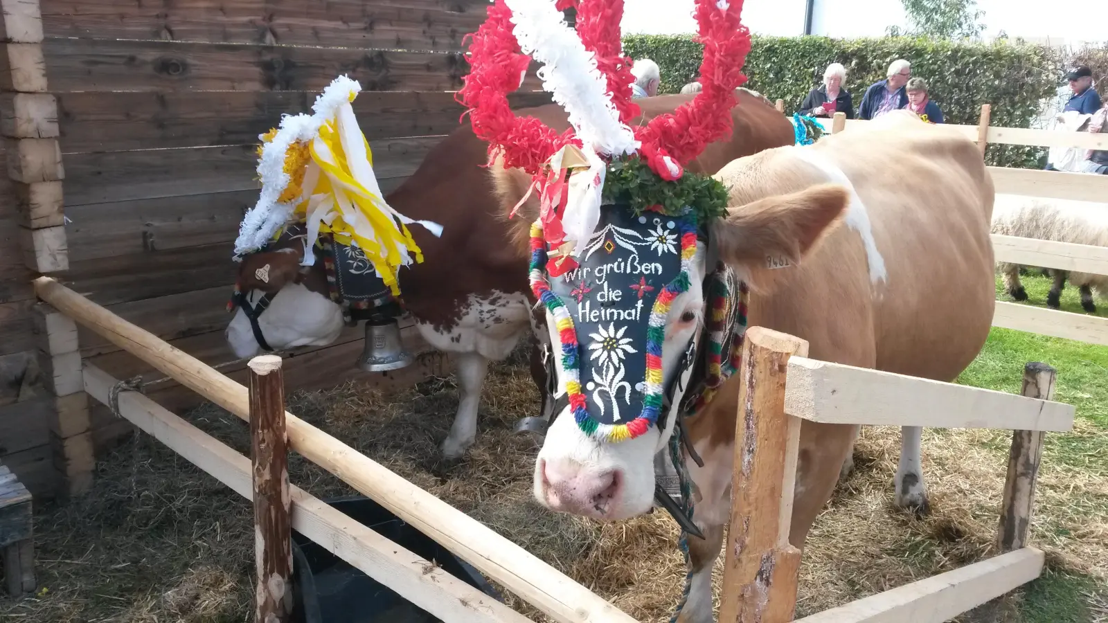 Der Kuhglockenstreit geht in die nächste Runde. Ein Ende ist noch nicht abzusehen. (Foto: S. Dohl)