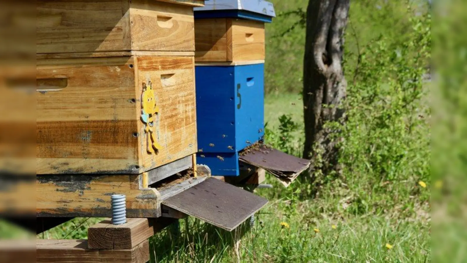 Bienen schützen! Dazu gehört es auch, die Fütterung den Imkern zu überlassen und leere Honiggläser zurück zum Imker zu bringen. (Foto: us)