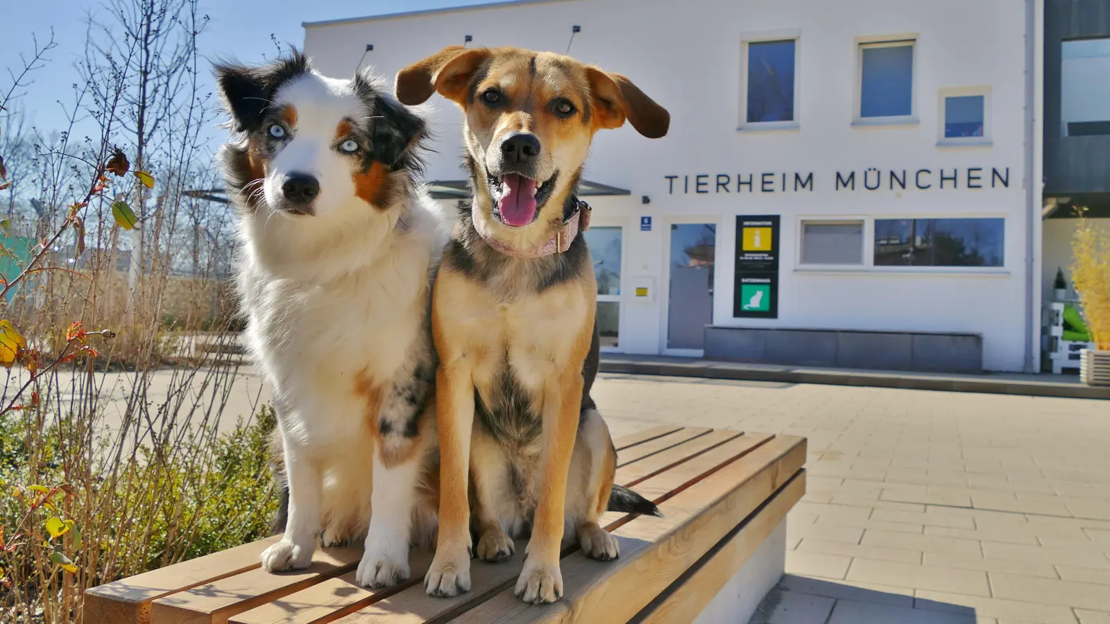 Die Stars des Tages sind die Tiere: Um 14 Uhr werden die Vermittlungshunde vorgestellt. (Foto: Tierschutzverein München)