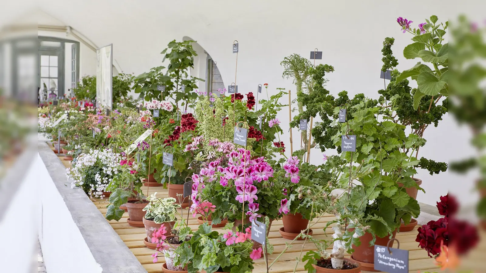 Faszination Pelargonien. Formen. Farben. Düfte. Pflanzenausstellung im Geranienhaus des Schlossparks Nymphenburg. (Foto: © Bayerische Schlösserverwaltung)