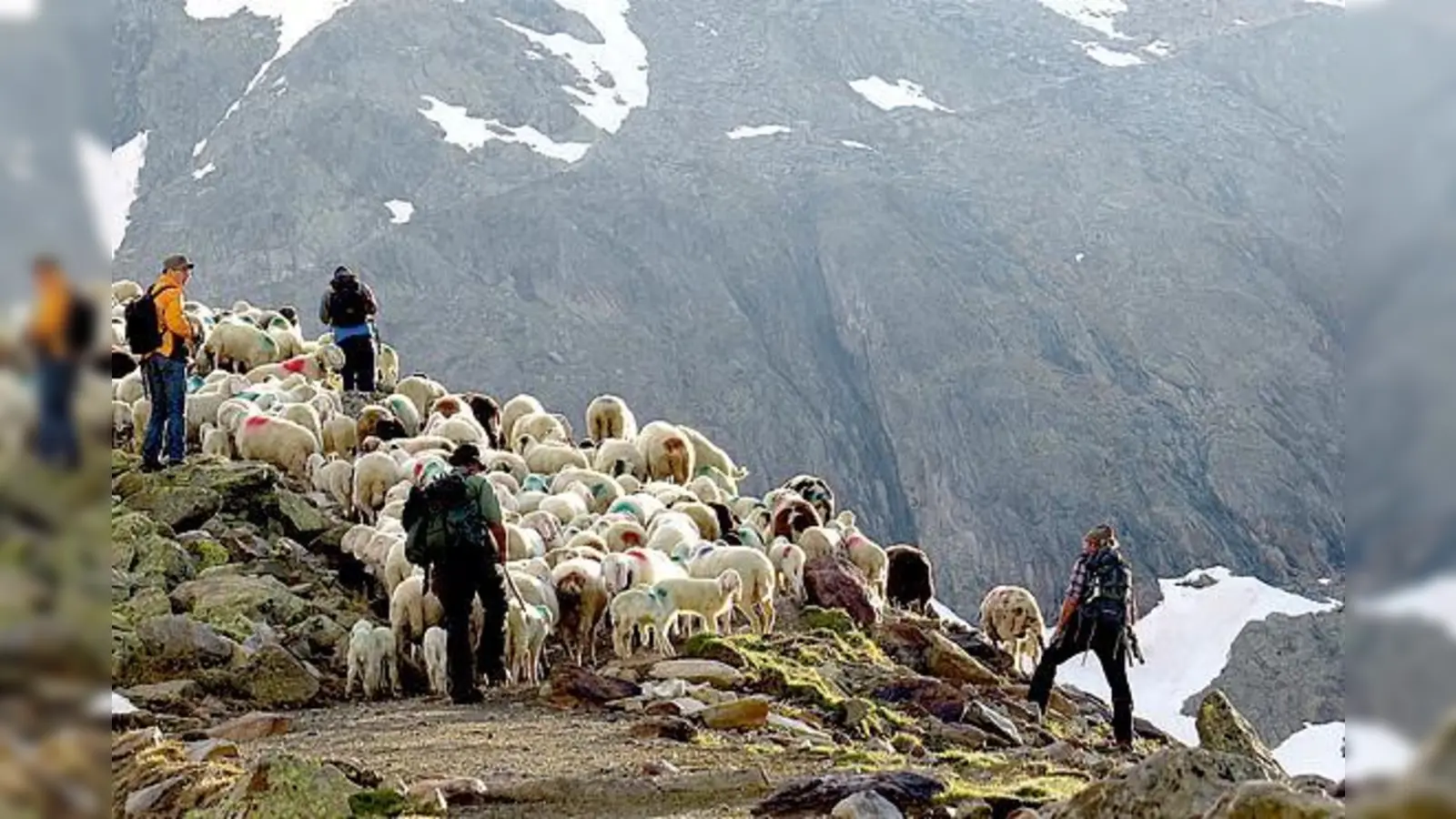 Das Leben der Hirten ist Thema der Ausstellung von Stefan Hämmerle.	 (Foto: Robert Keipl)