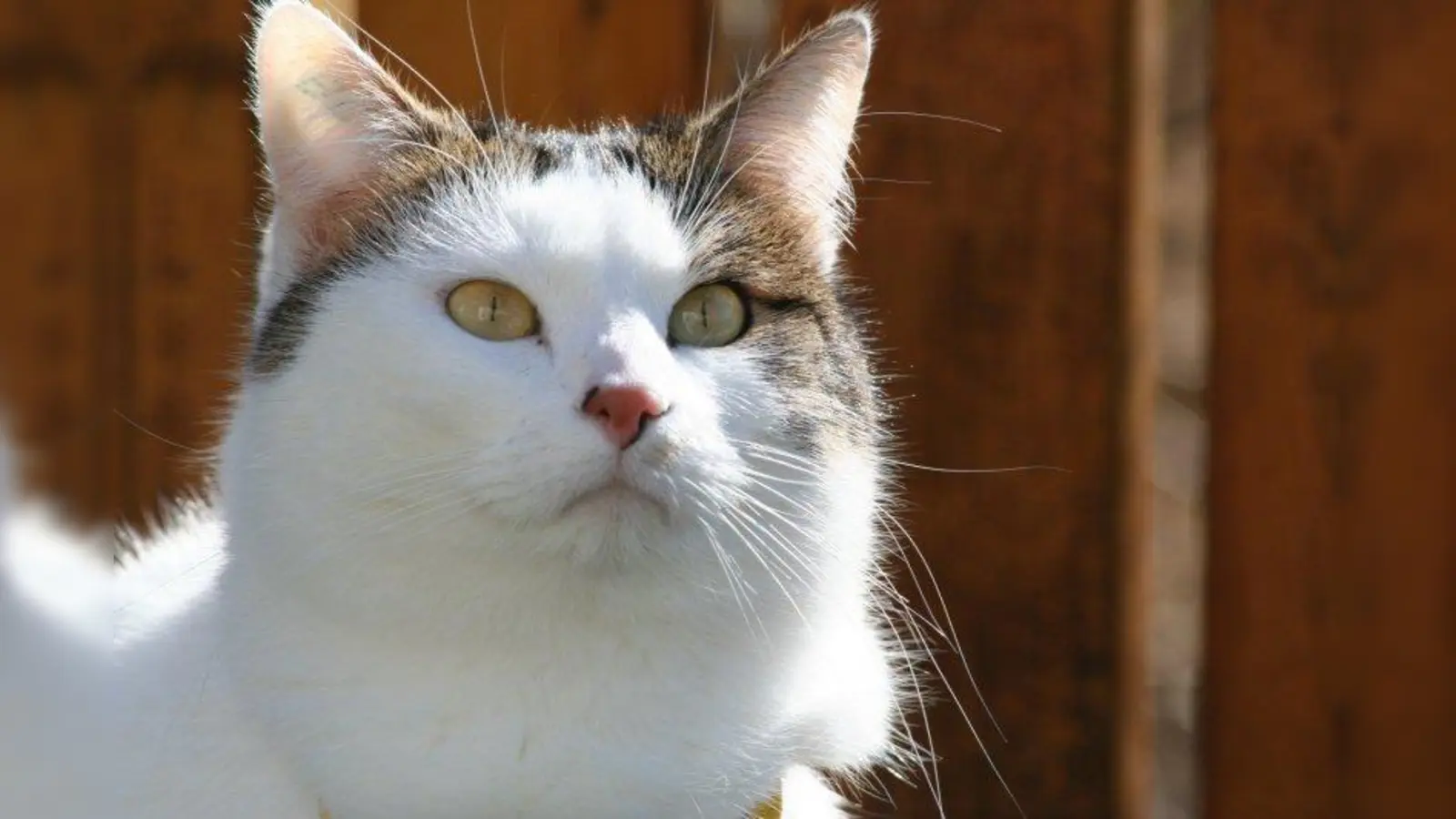 Das Münchner Tierheim fühlt sich nicht nur für seine Schützlinge verantwortlich, wenn sie im Heim leben, sondern auch nach einer Vermittlung. (Foto: Tierheim München)
