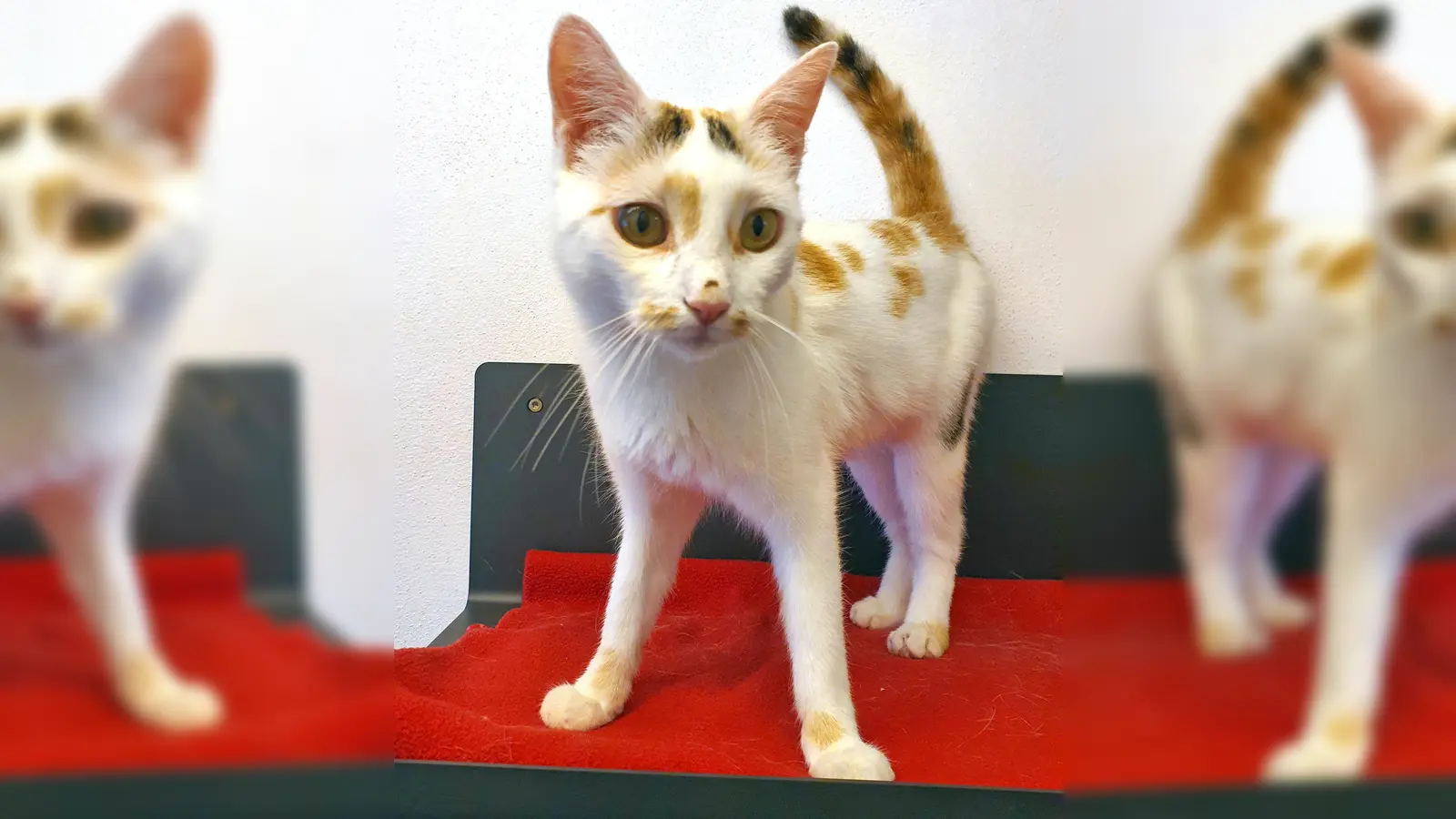 Europäisch Kurzhaar Katze Cici. (Foto: Tierheim Riem)