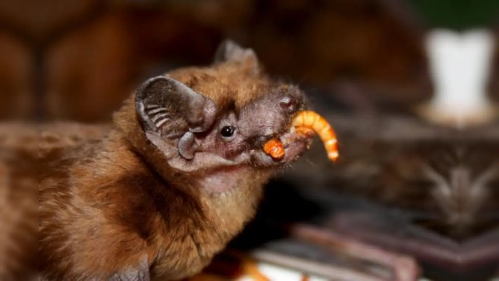 Kobolde der Nacht: Die faszinierende Welt der Fledermäuse kann man bei einer Exkursion im Englischen Garten erleben.  (Foto: VA)
