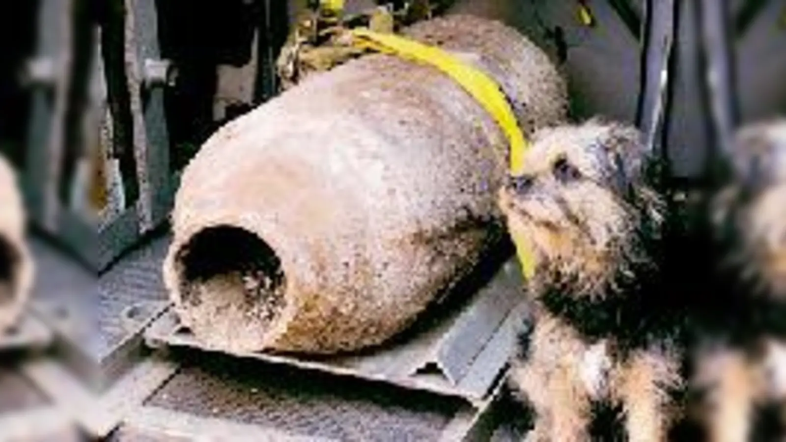 Fünf Zentner schrecken den Sprengstoffhund der Kampfmittelbeseitiger nicht.  (Fotos: fil)