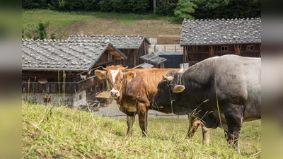 Die Kühe grasen oberhalb des altbayerischen Dorfes. (Foto: Markus Wasmeier)