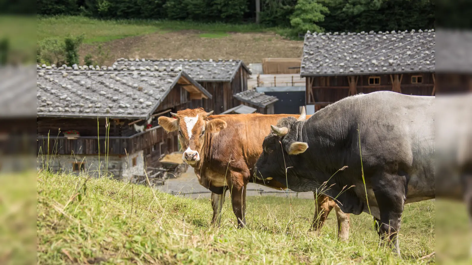 Die Kühe grasen oberhalb des altbayerischen Dorfes. (Foto: Markus Wasmeier)