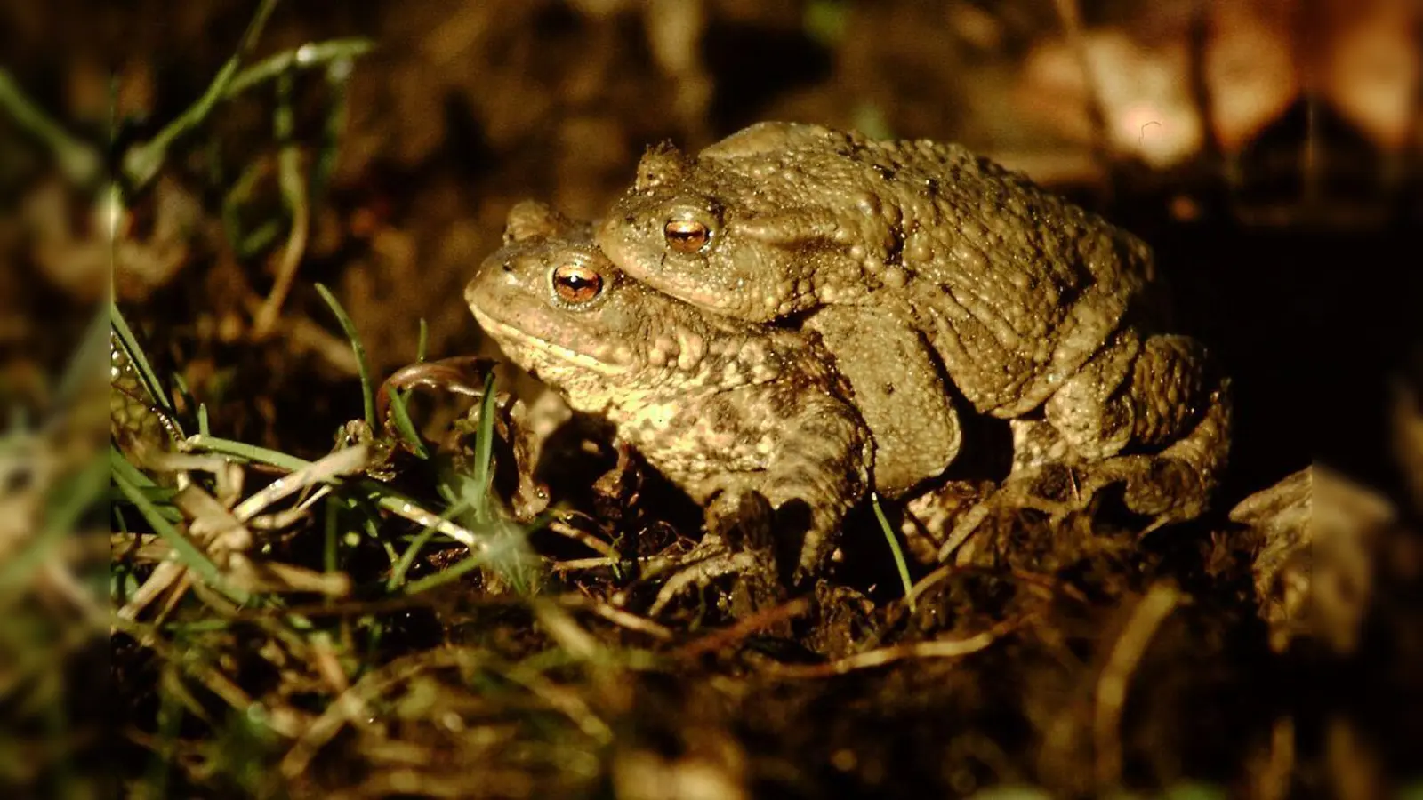 Die Weibchen der Erdkröten tragen ihren Partner auf dem Rücken zum Laichgewässer.  (Foto: Brigitte Natzke)